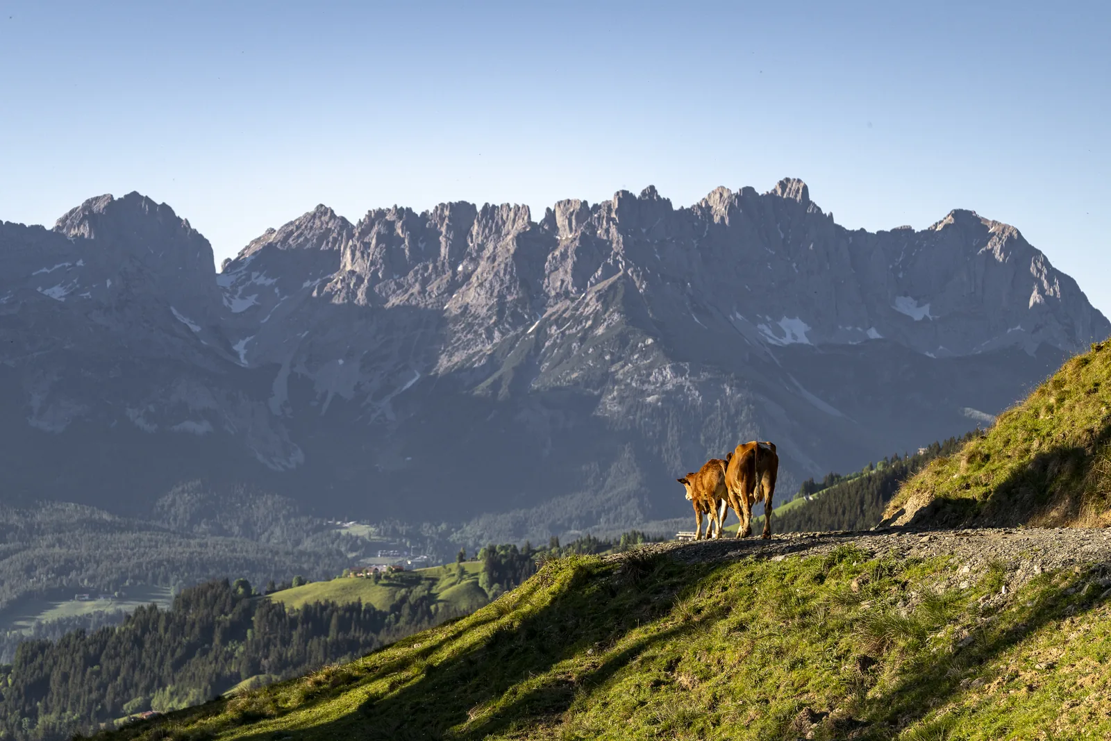 Kühe auf der Almweide oberhalb von Going am Wilden Kaiser