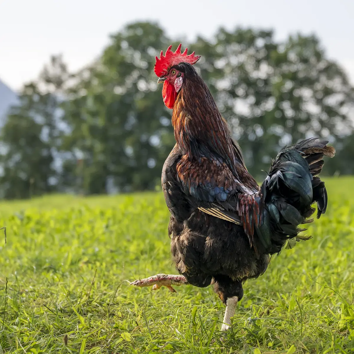 Hahn auf der Wiese am Gafalhof in Going am Wilden Kaiser
