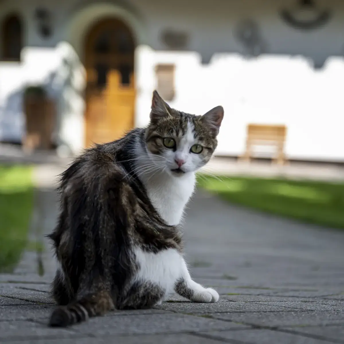 Hofkatze Frieda am Gafalhof in Going vor dem Bauernhaus