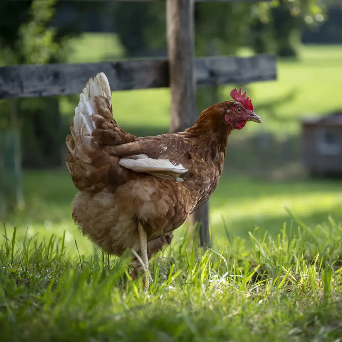 Freilaufendes Huhn auf der Wiese am Gafalhof in Going
