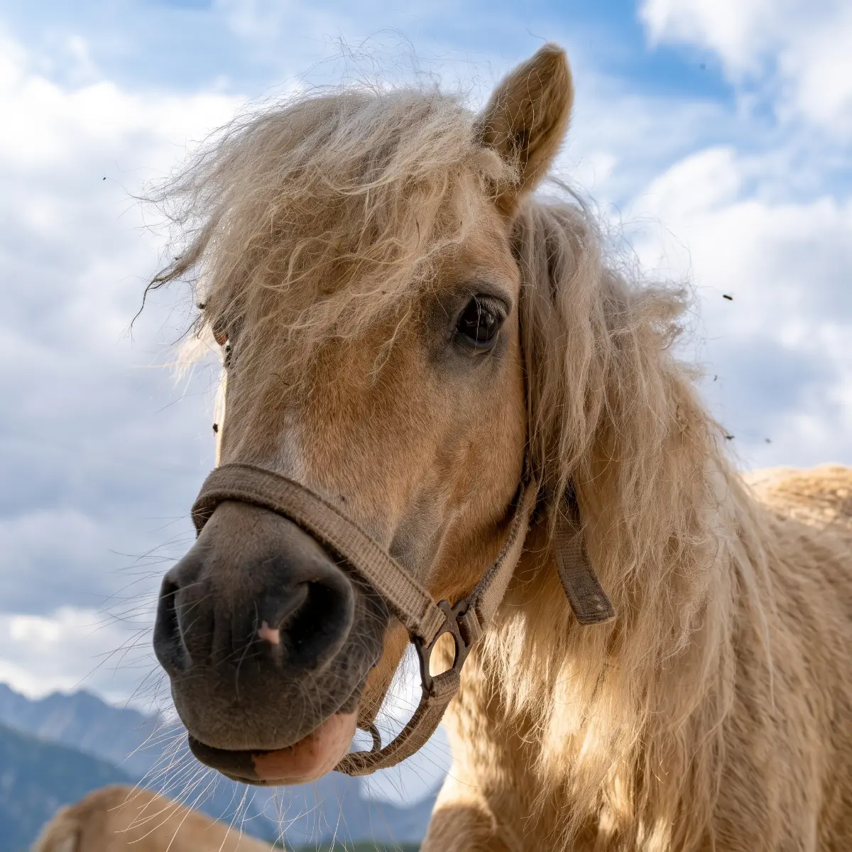 Pony Maxi am Gafalhof in Going — das helle Pony der Hoffamilie