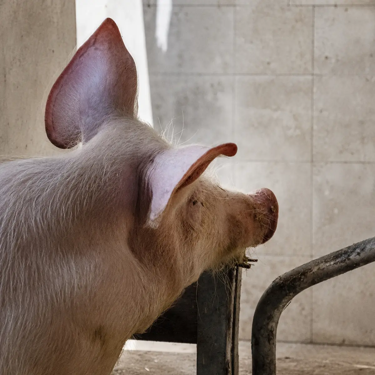 Schwein Rudi am Gafalhof in Going am Wilden Kaiser