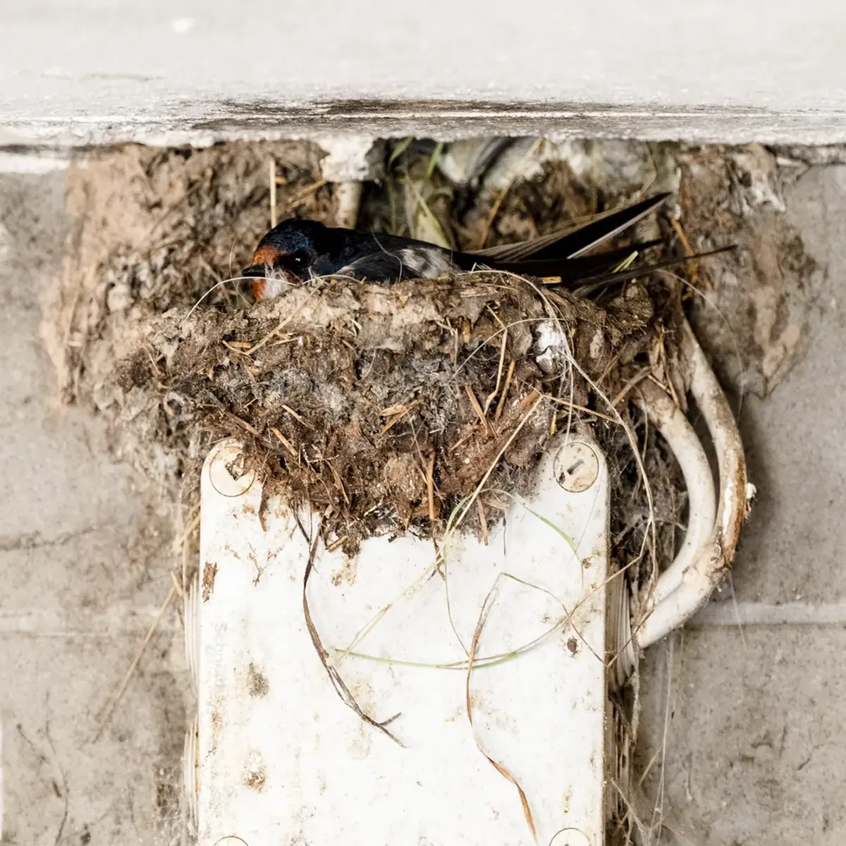 Schwalbe im Nest unter dem Dachvorsprung am Gafalhof