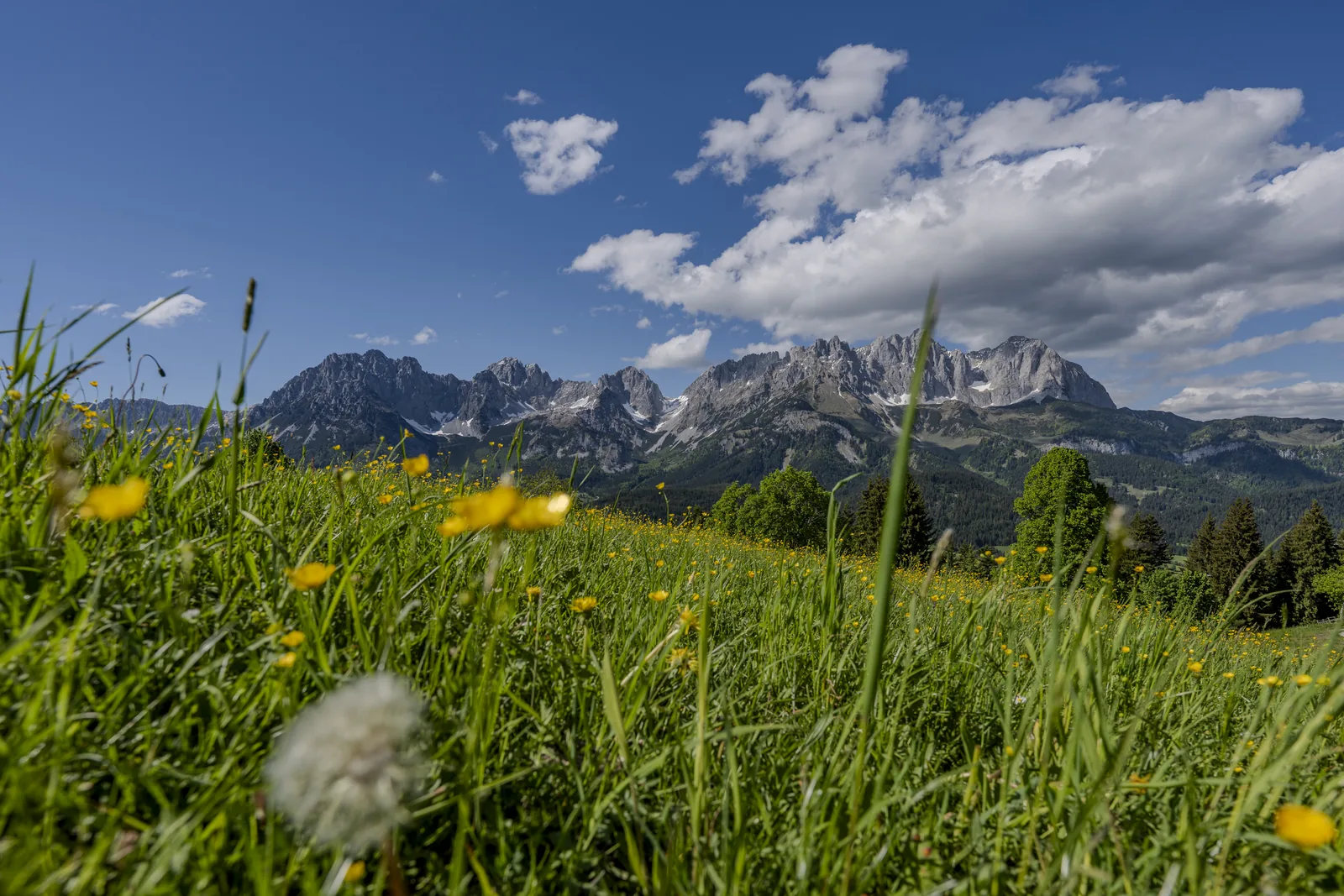 Blumenwiese im Vordergrund mit dem Kaisergebirge am Horizont