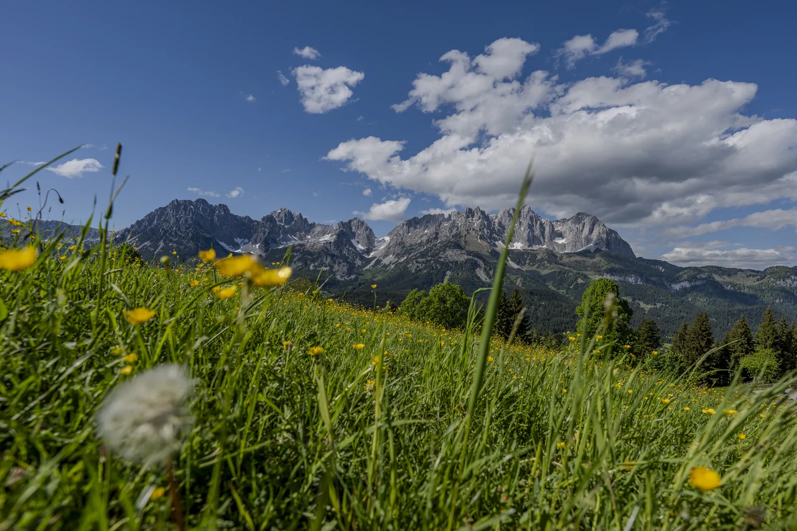 Blühende Sommerwiese mit dem Kaisergebirge im Hintergrund bei Going